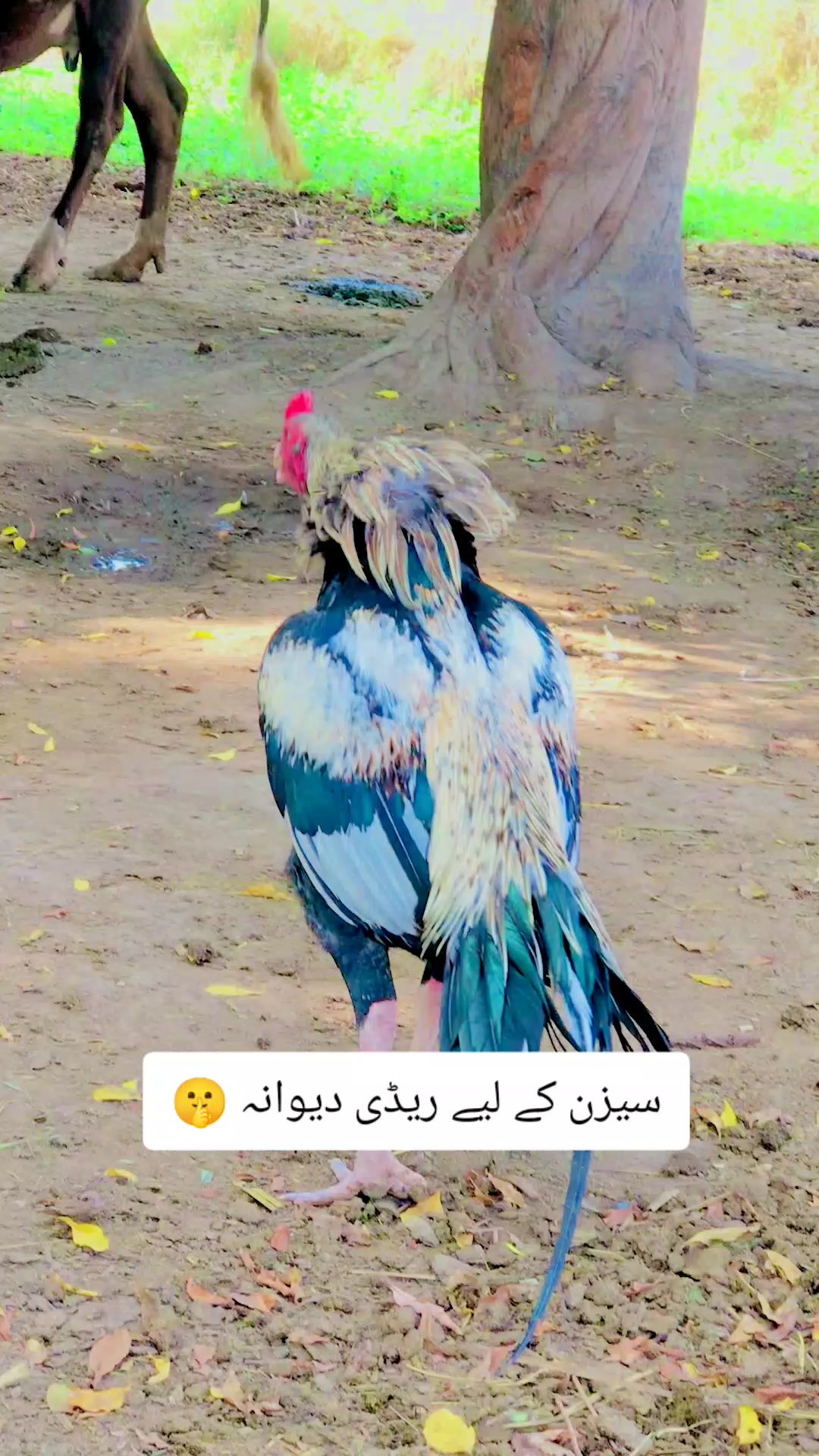 @Ali Nahra