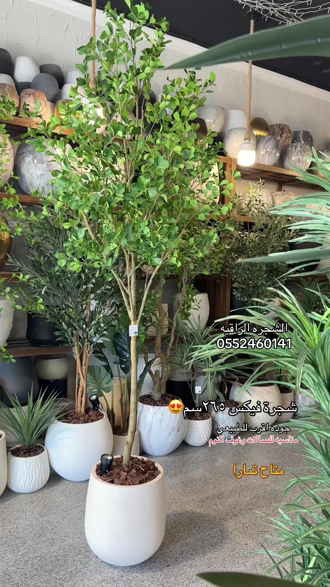 @الشجره الراقيه(زهور المملكه)🌴