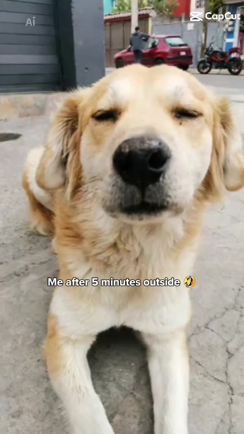 @Modo Perro 🔥