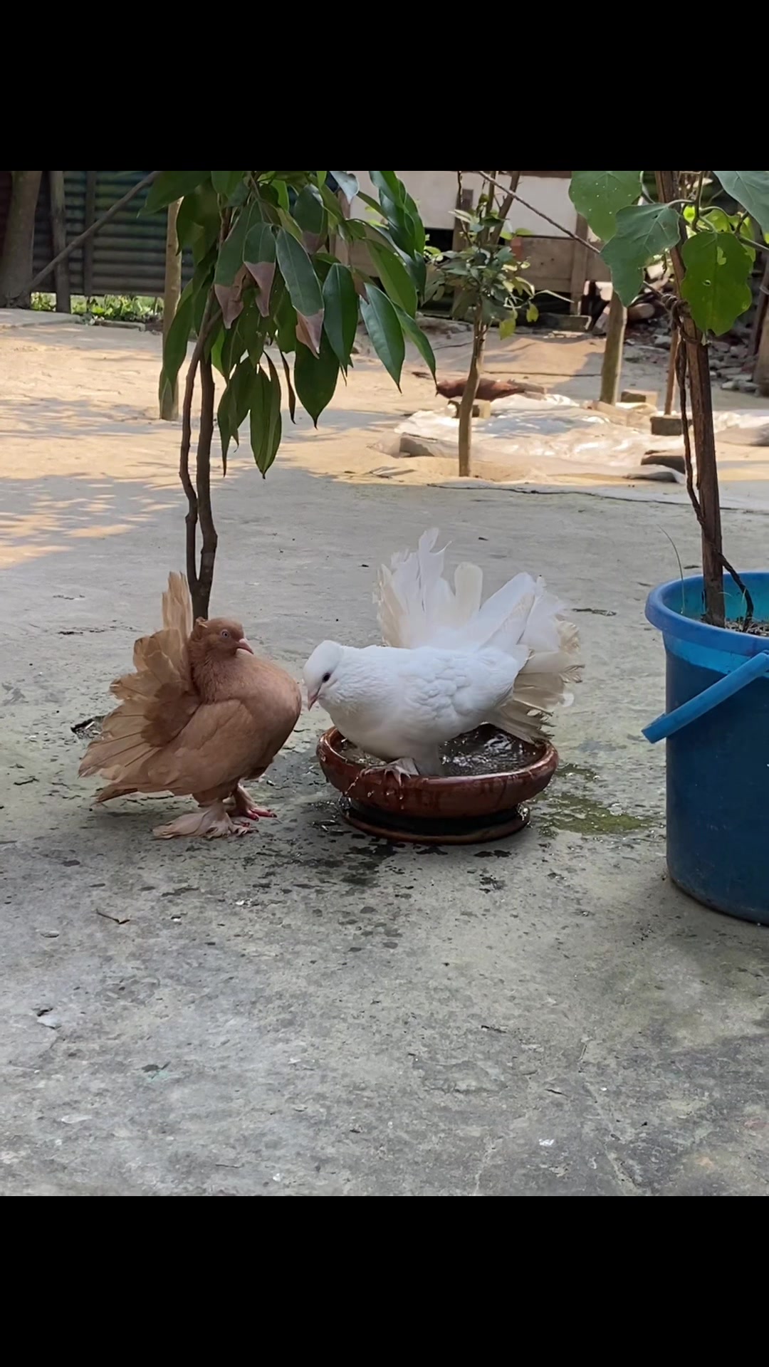 @Rayhan's Pets
