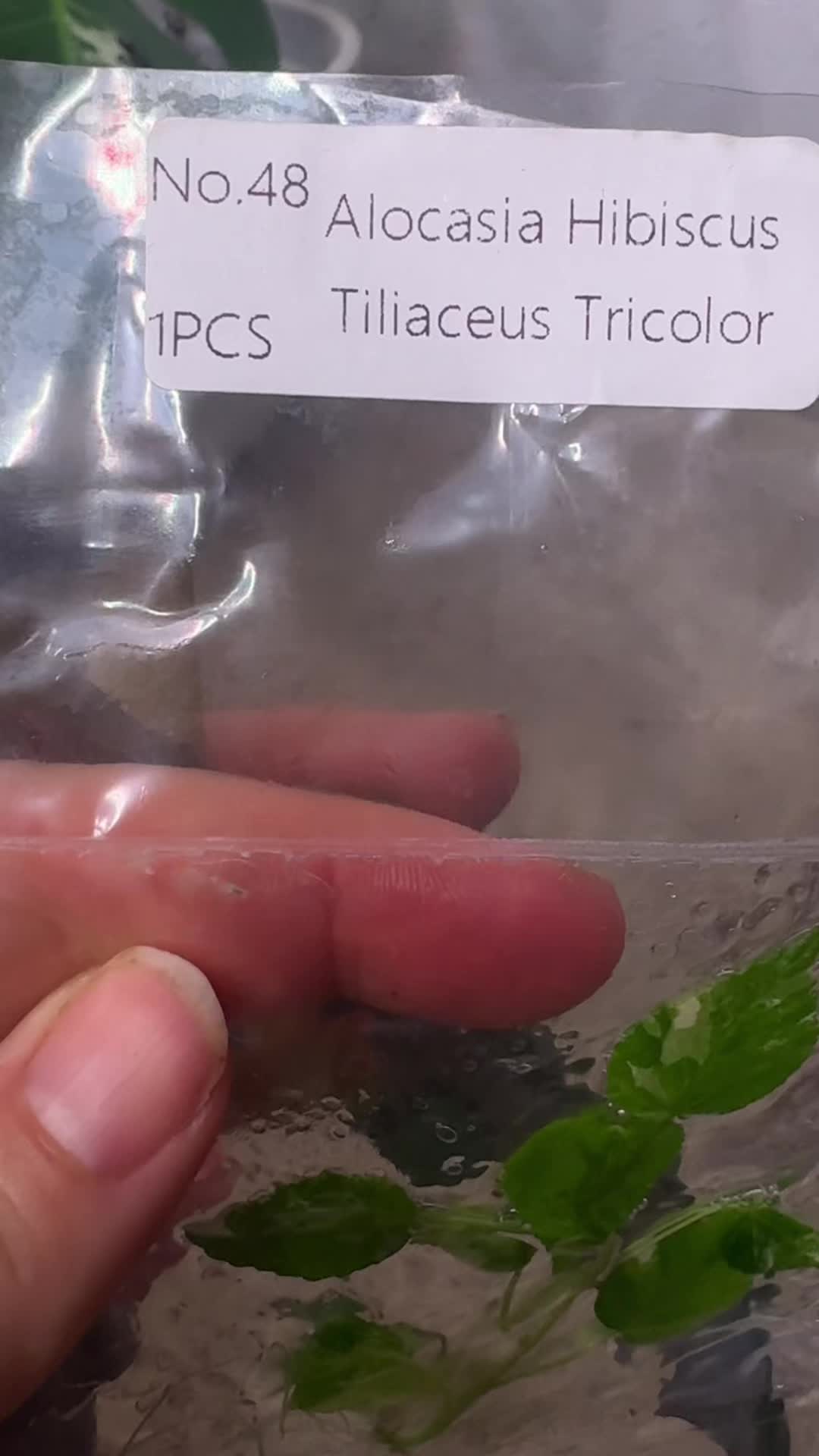 @plantifullife
