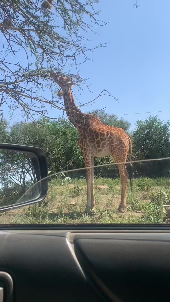 @Zangada Africa