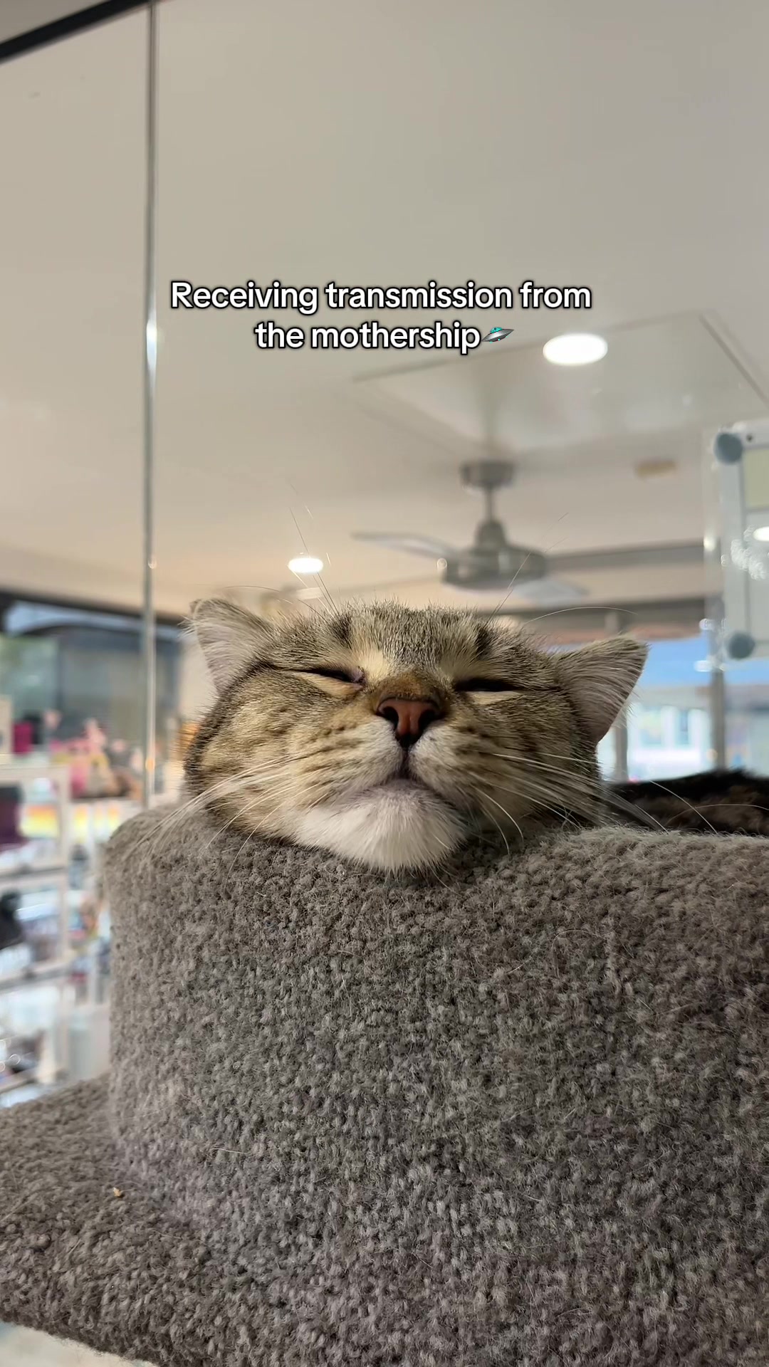 @crazycatcafe