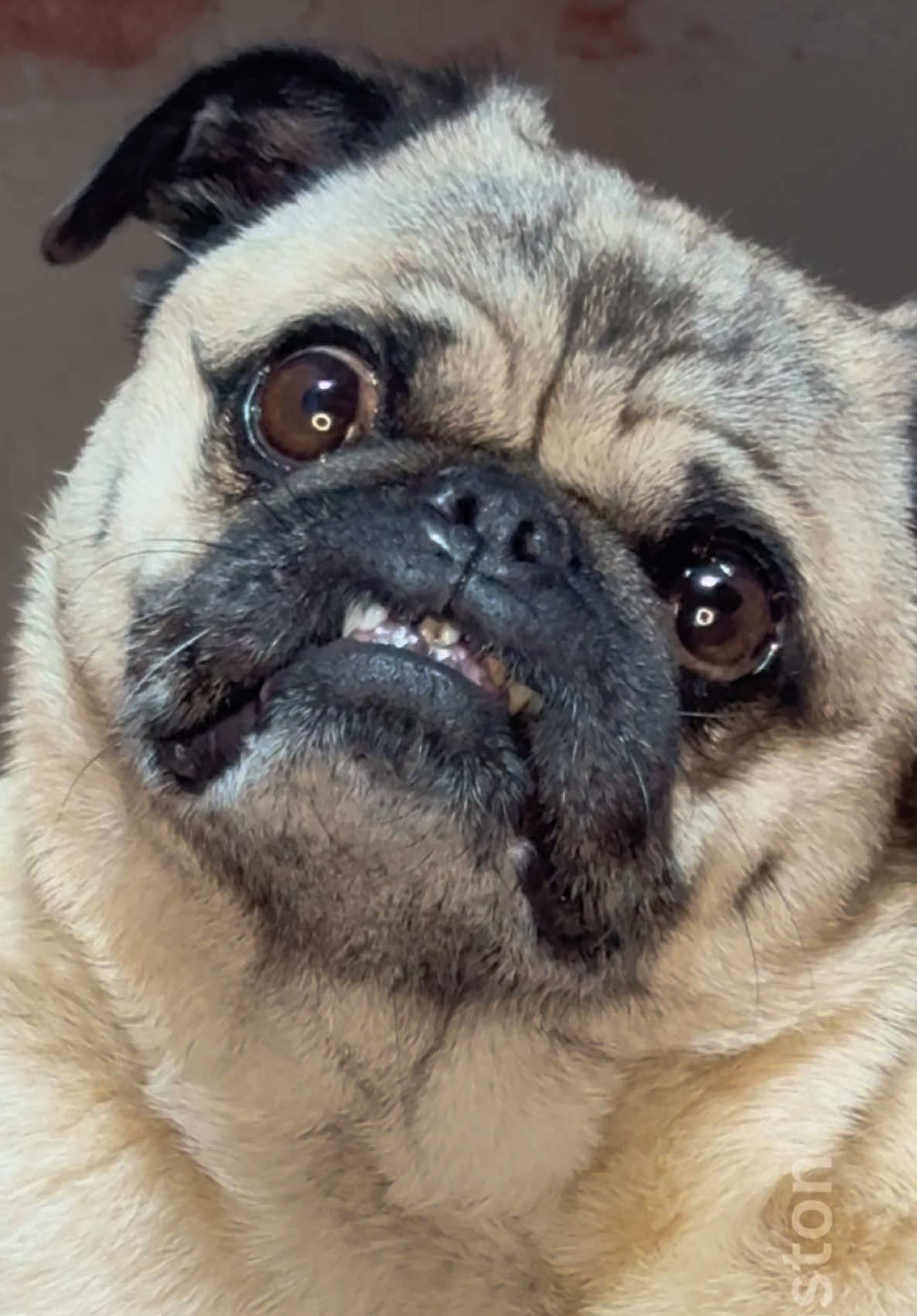 @Winston the Pug