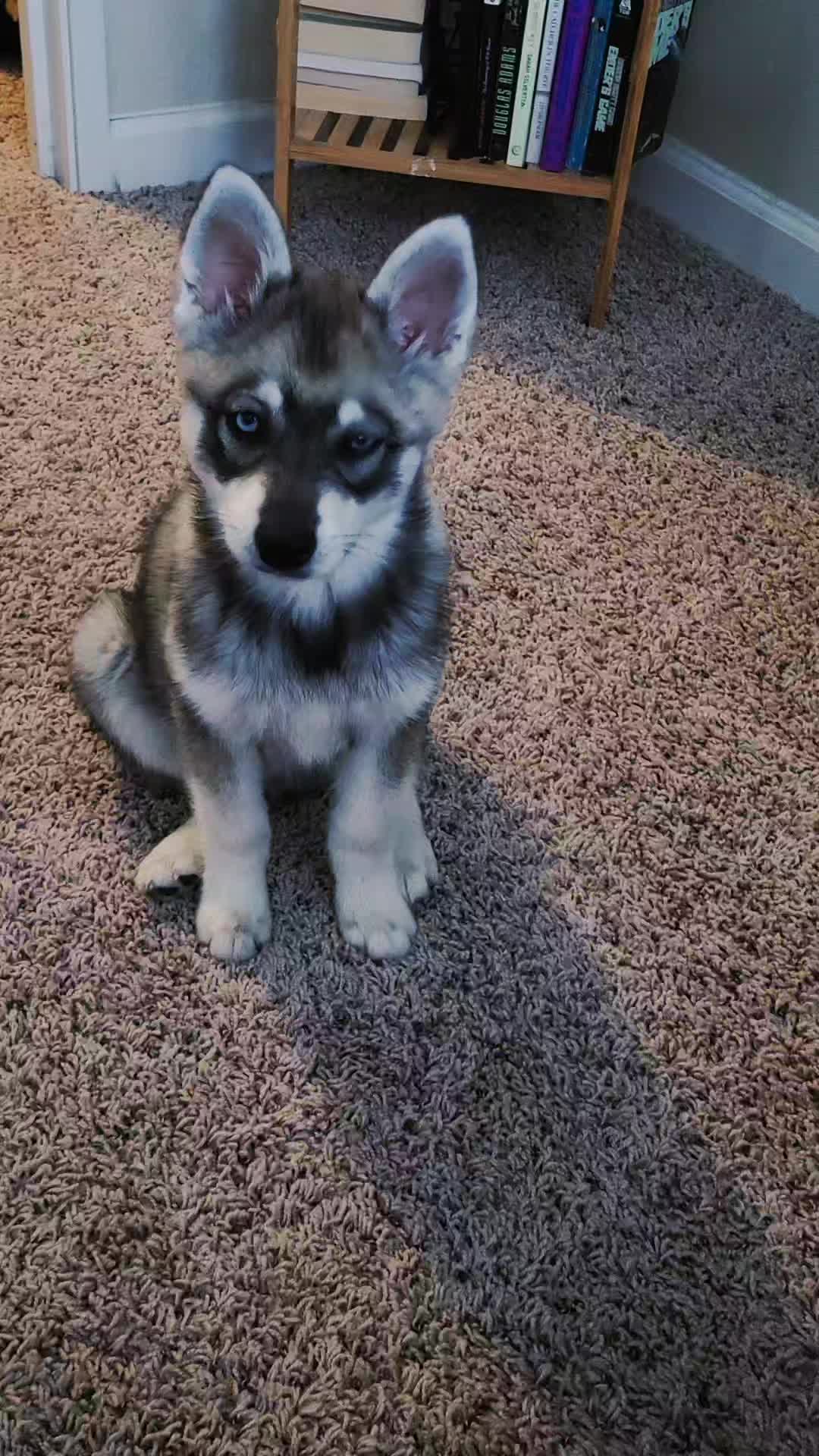 @Niko