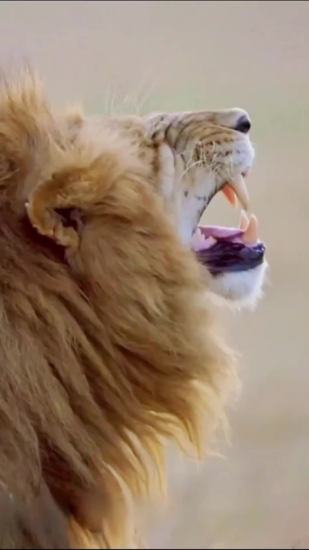 @ZoomieZoo