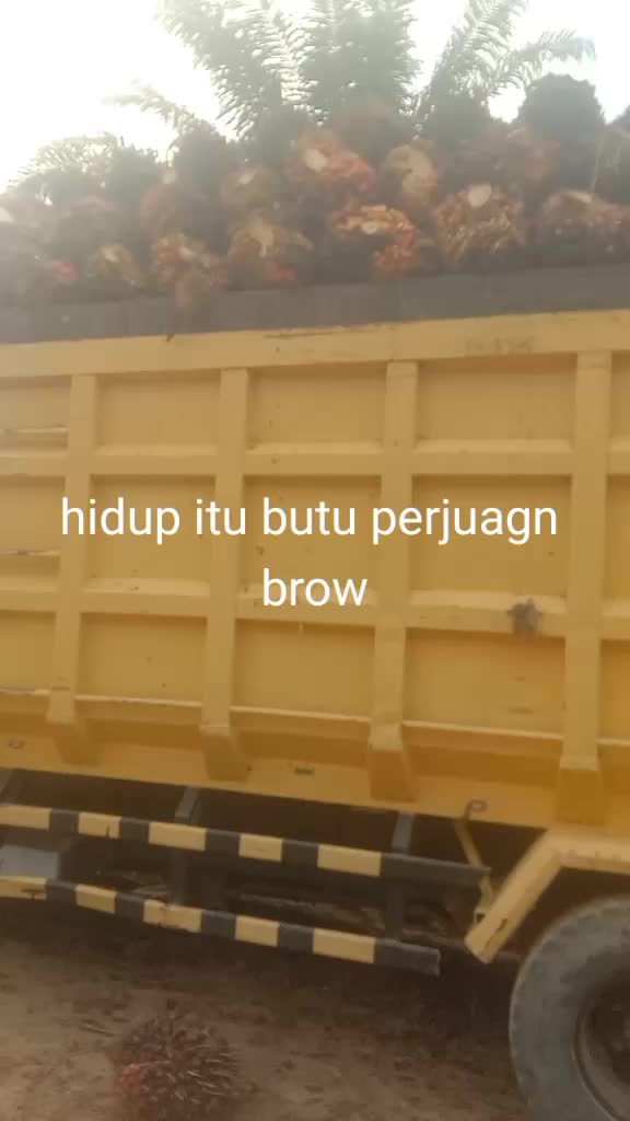 @lius timor