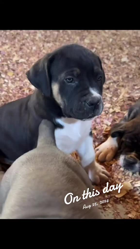 @Southern Shade Boerboels