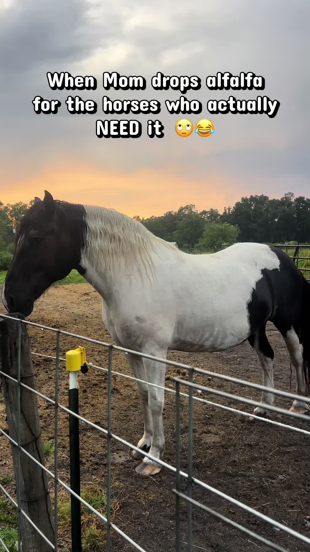 @saltdragonfarm