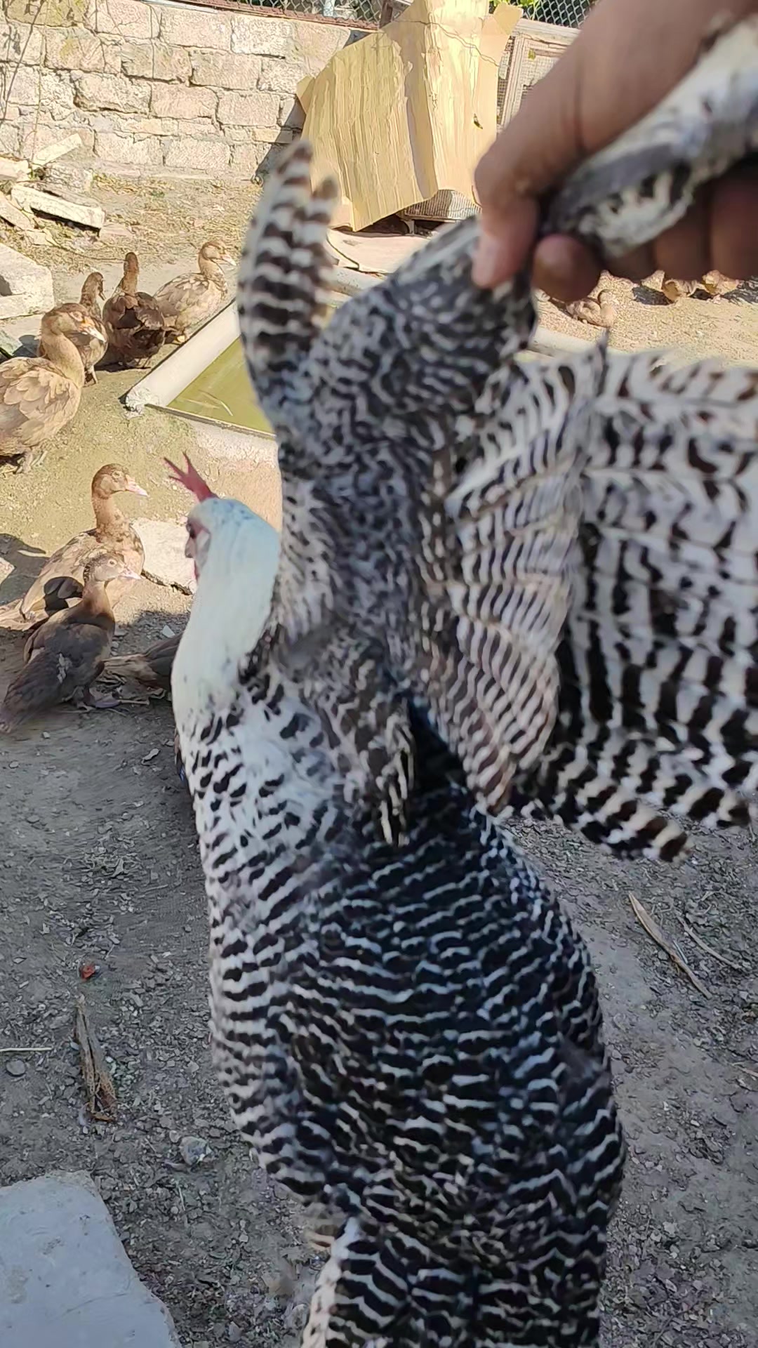 @MAŞTAĞA_QUŞCULUĞ