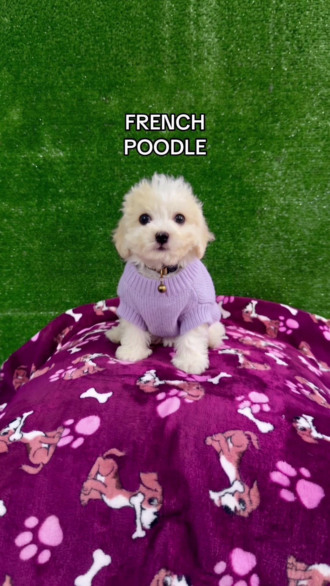 @Super Pet Ecuador 🇪🇨 🐶