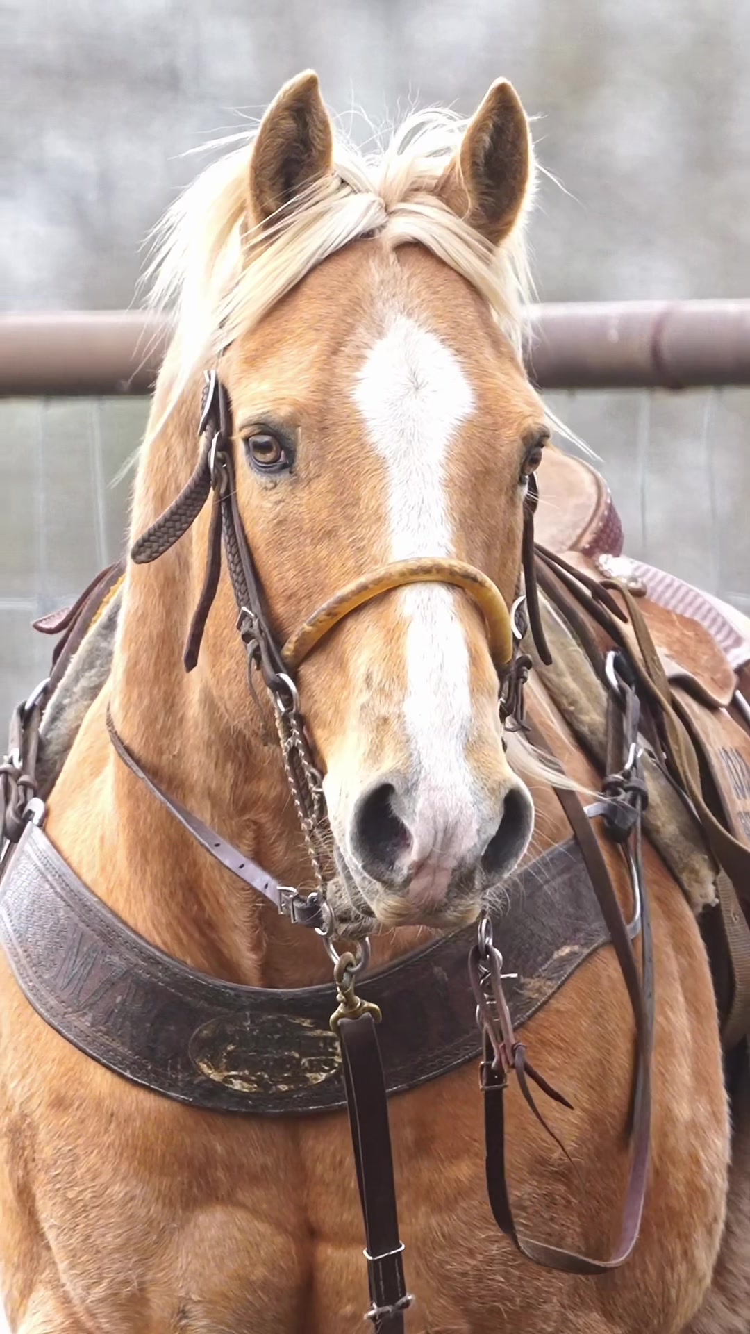 @Hanginghorses