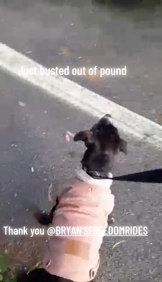 @Judd (just us deserving dogs)