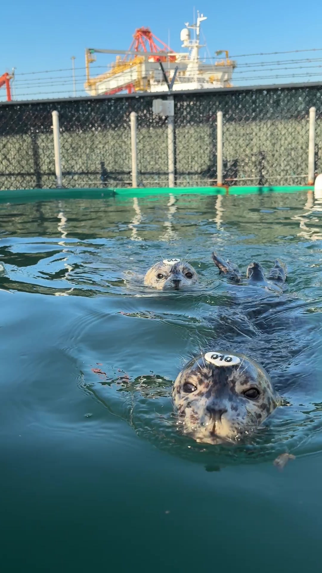 @Marine Mammal Rescue Society