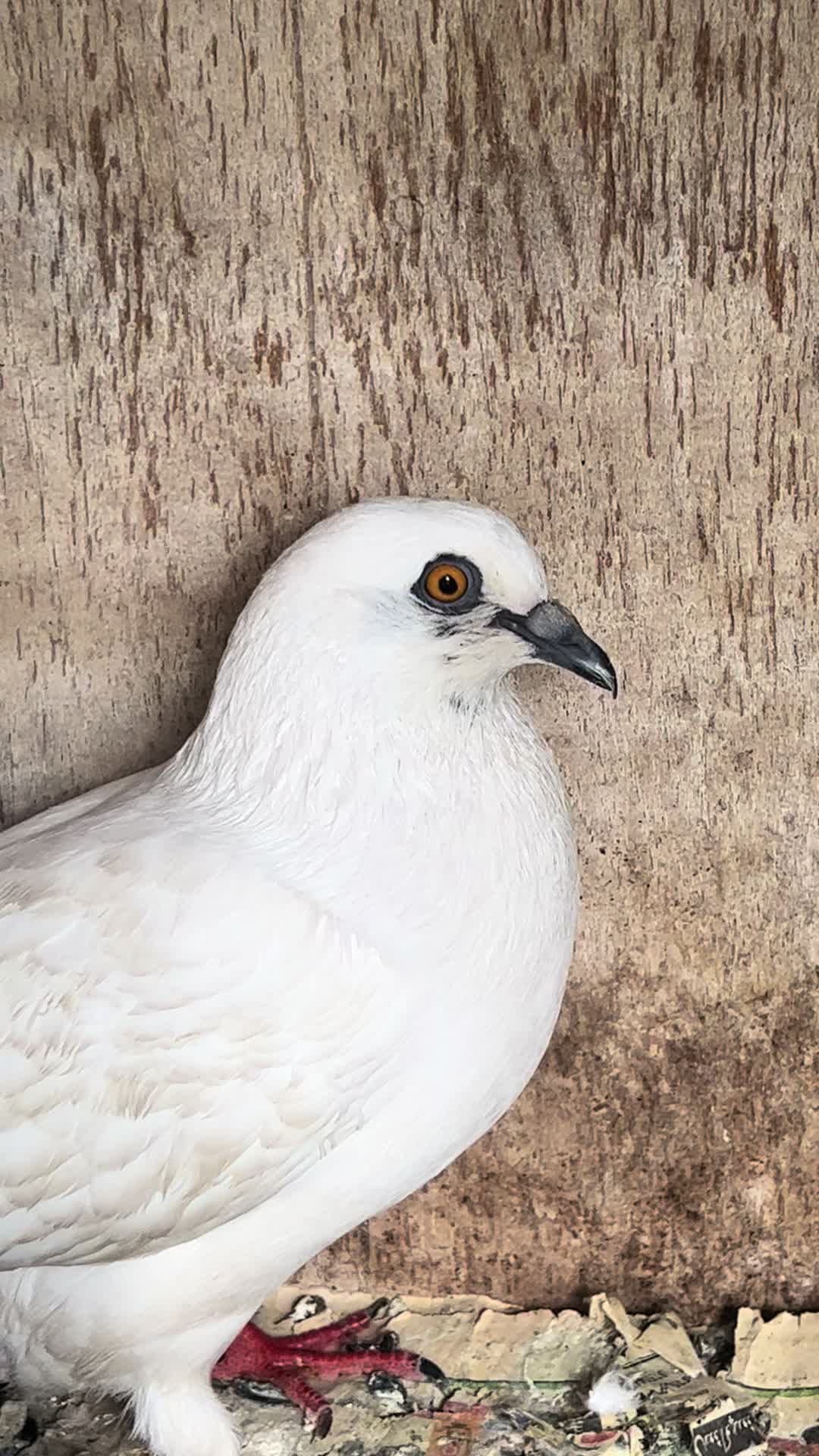 @The Best Pigeons