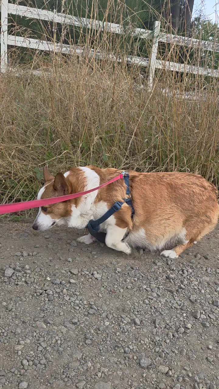 @PNW Pembroke Welsh Corgis
