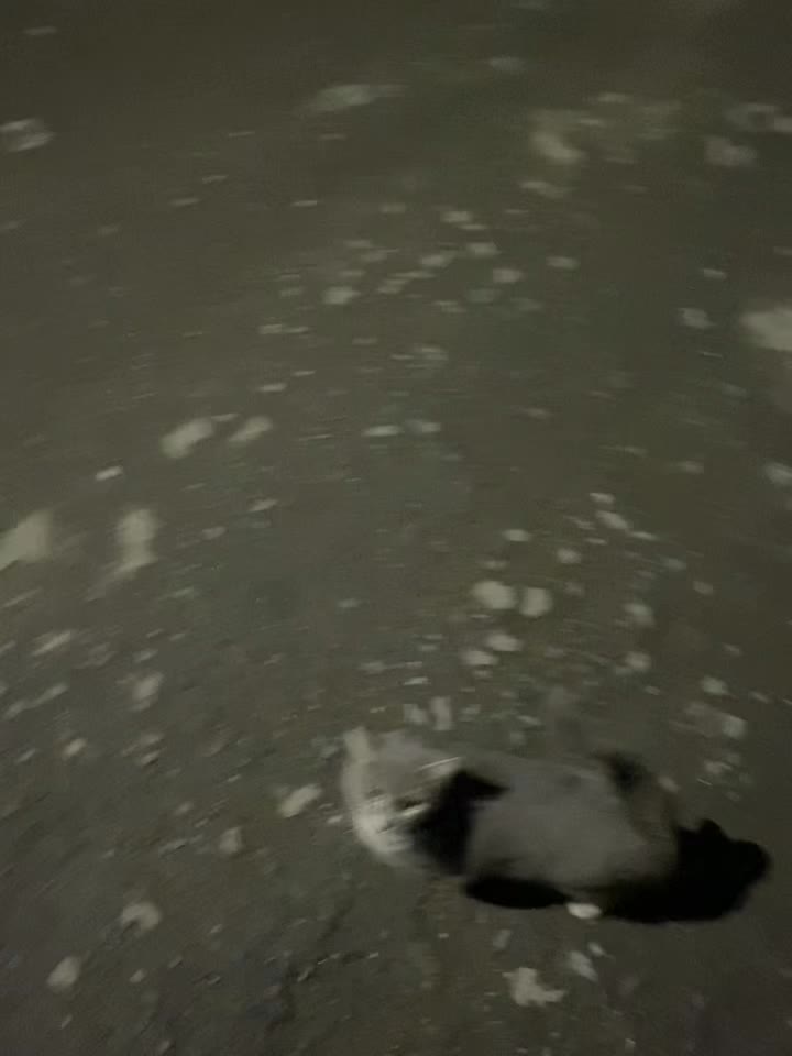 @черишка🐆