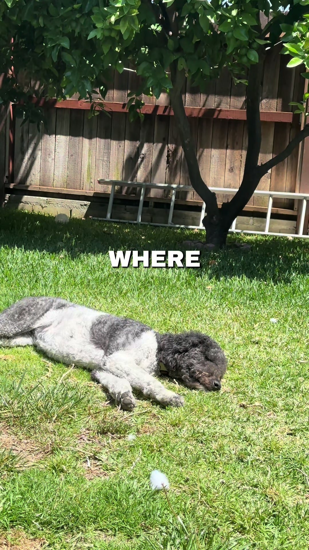 @Luna - The Goodest Labradoodle