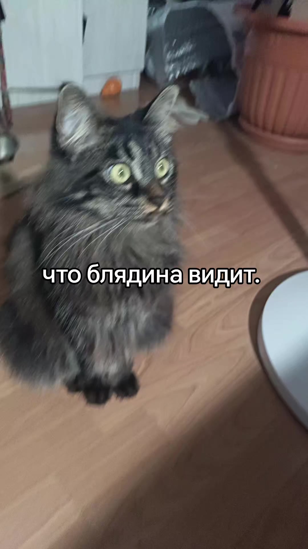 @amusleninblyadina