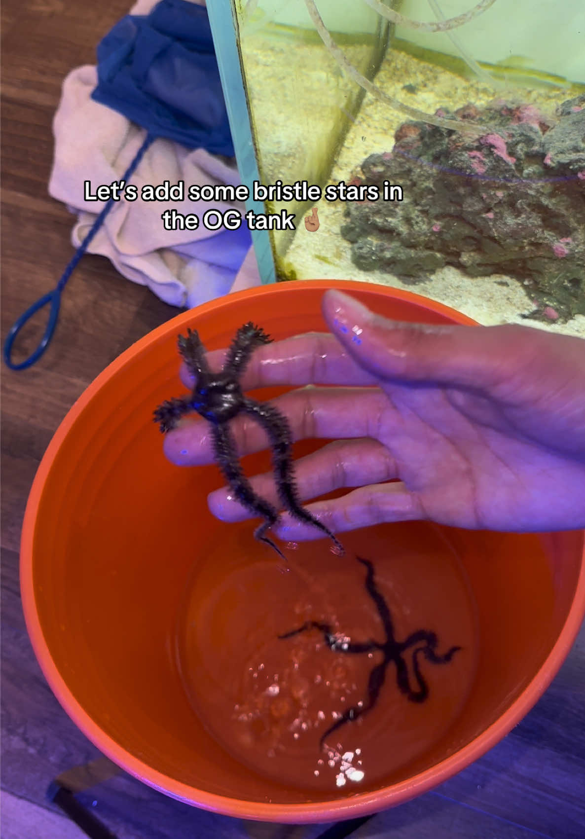 @ReefSync