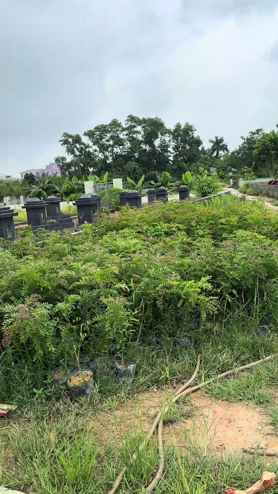 @Nh&agrave; Vườn Vũ Mai