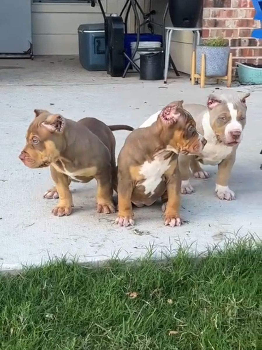 @Burleson Bullies, llc