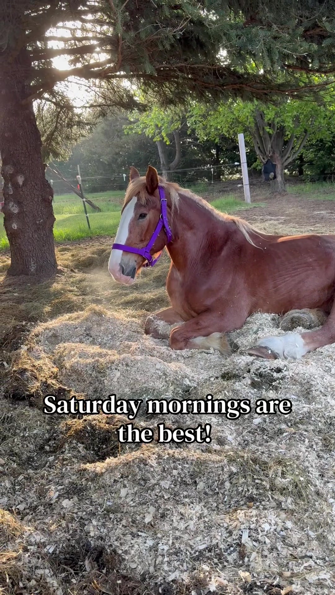 @Safe Place Pastures, Inc.