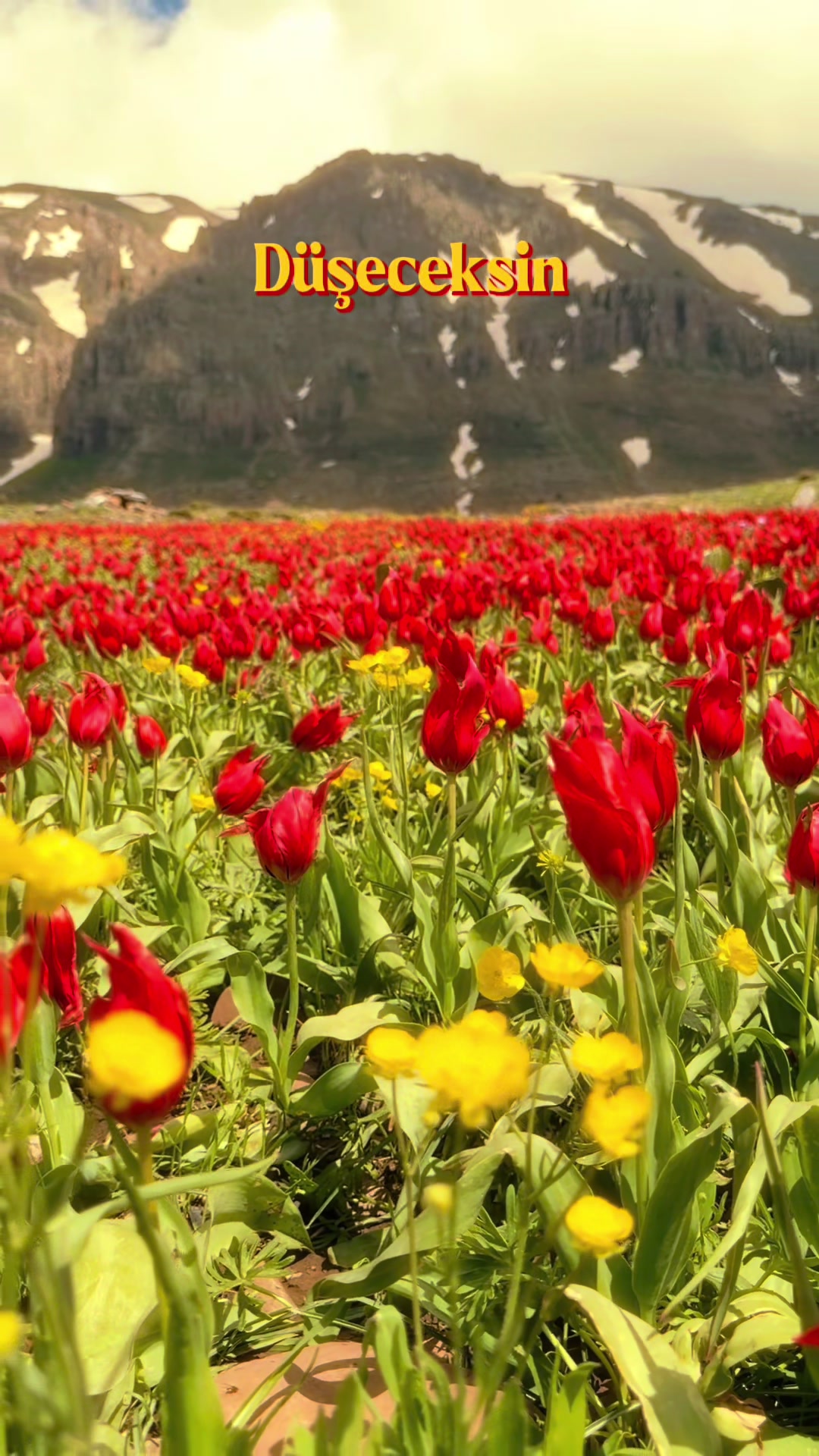 @akif.ozek