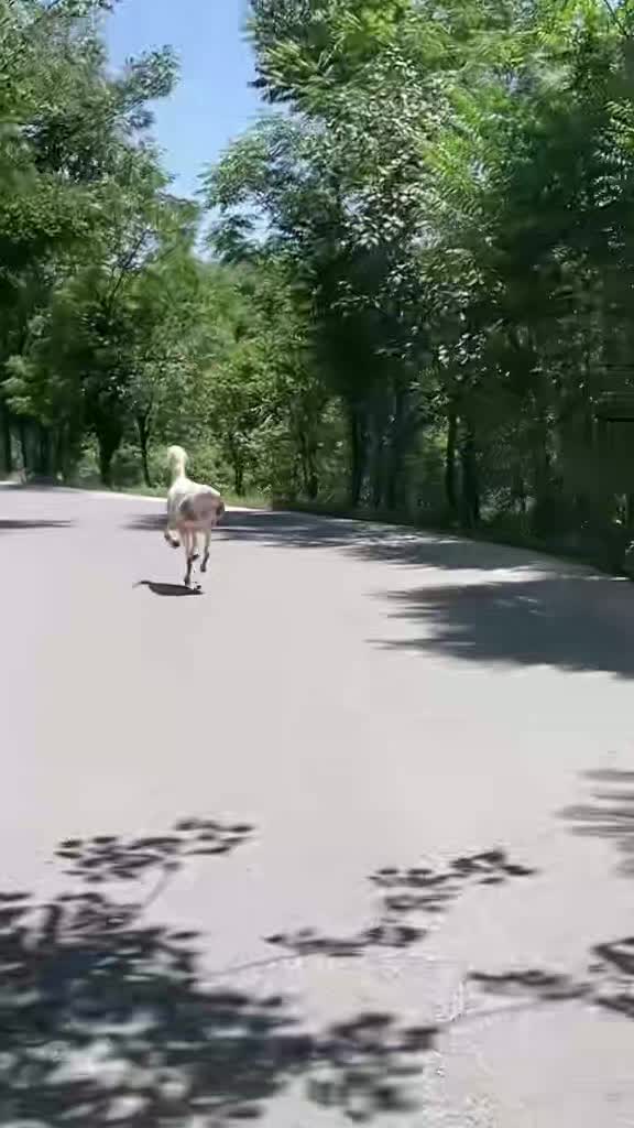 @🦅 تورہ جینئ🦅