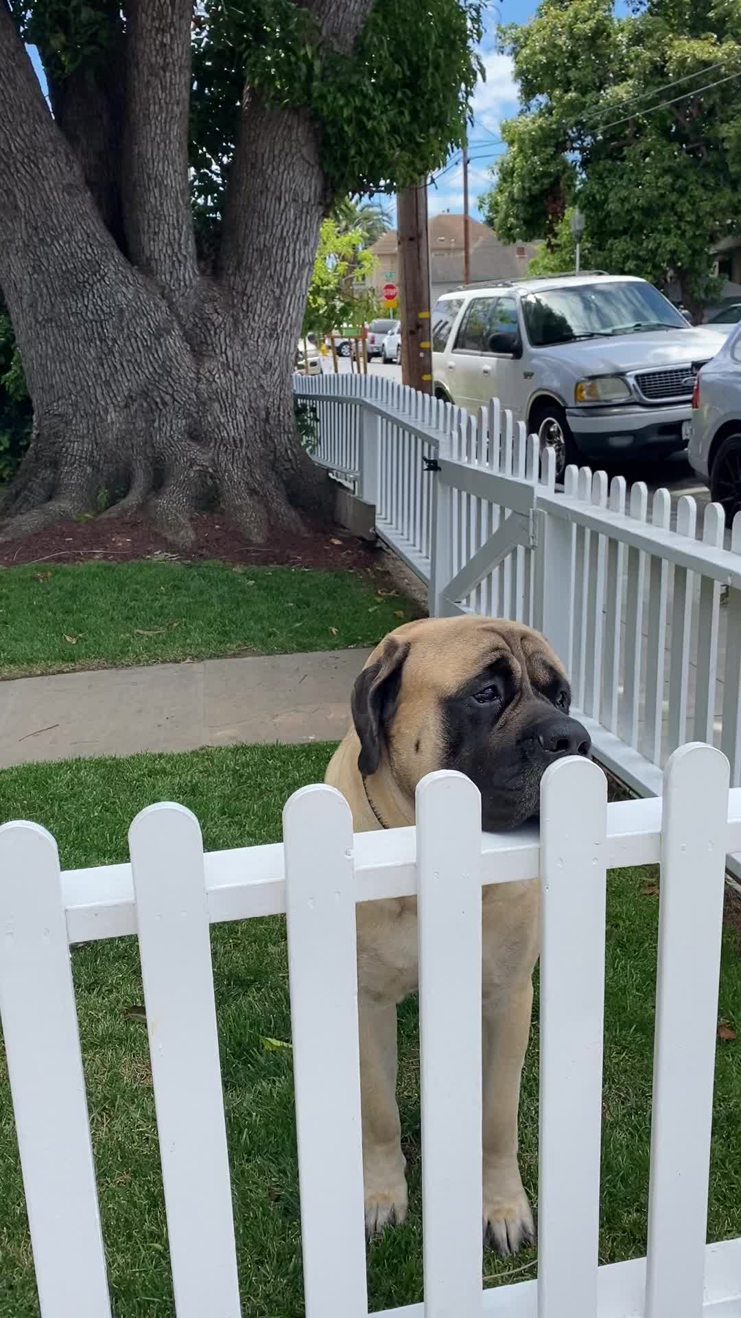 @Fronkythemastiff