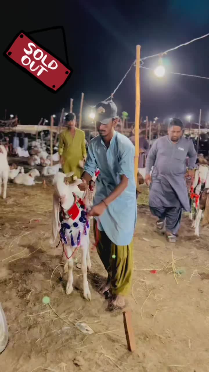 @✨.زاهد سولنگي واپاري. 🐐