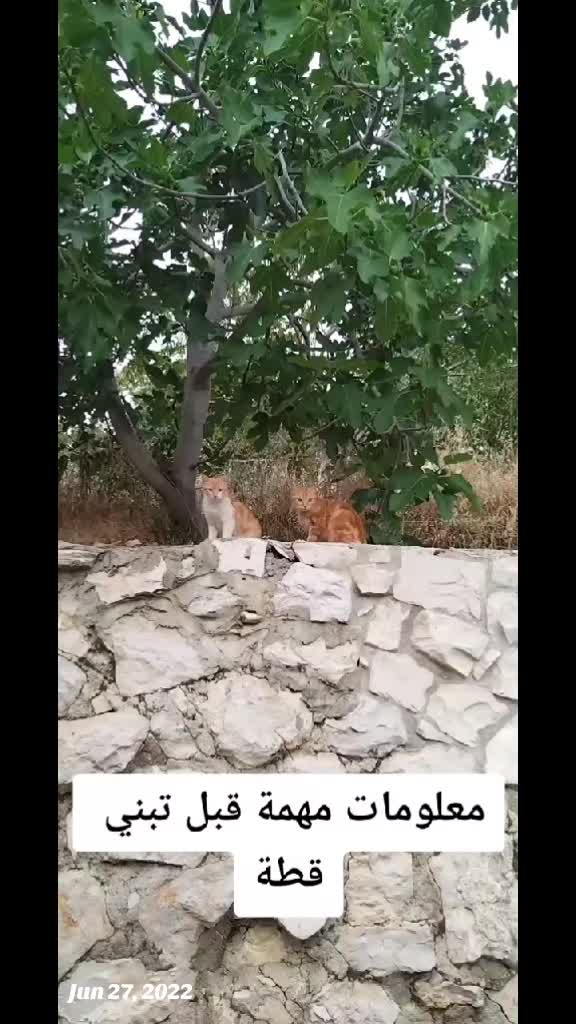 @wonderwoman Cats