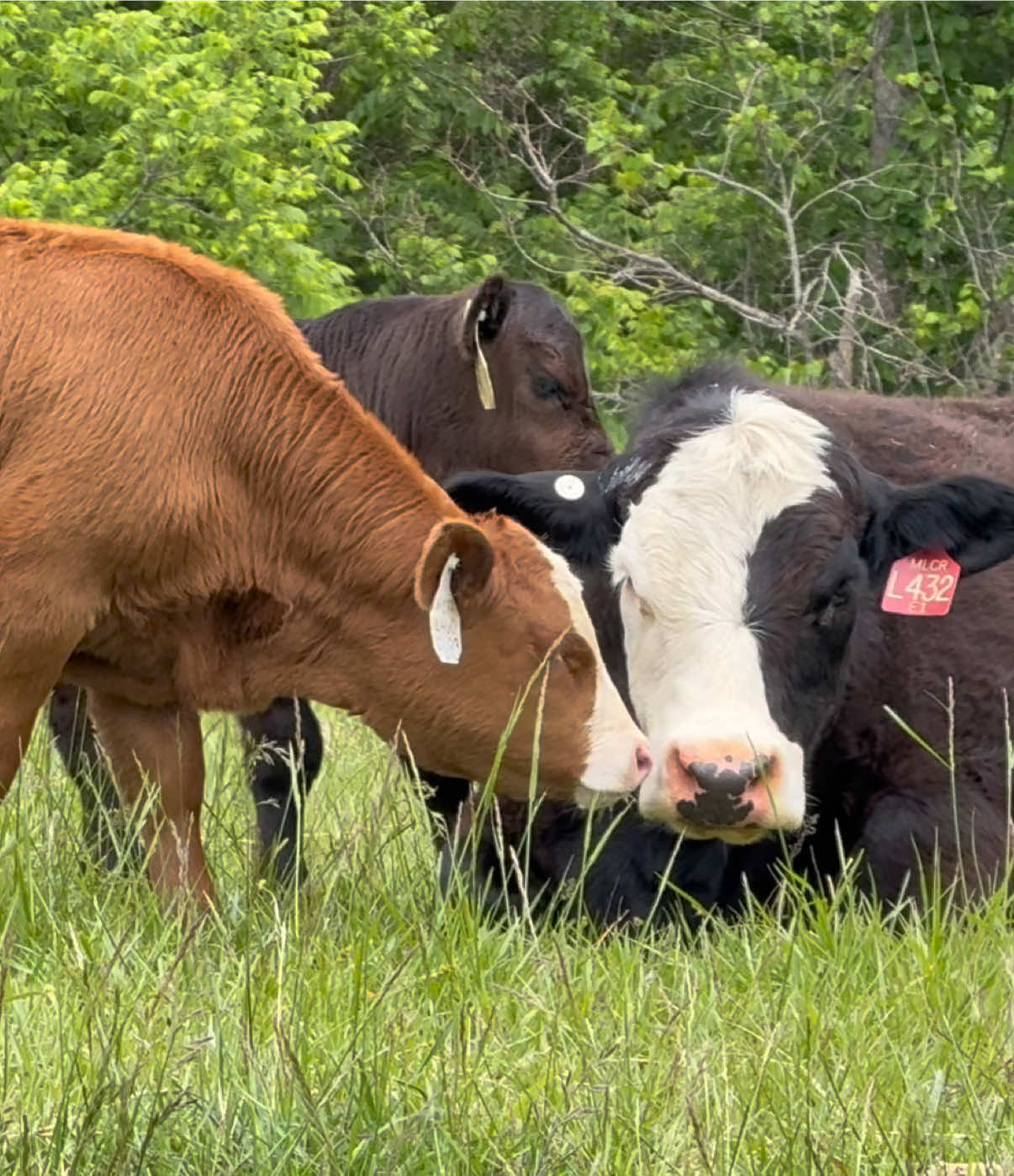 @Massey Land & Cattle