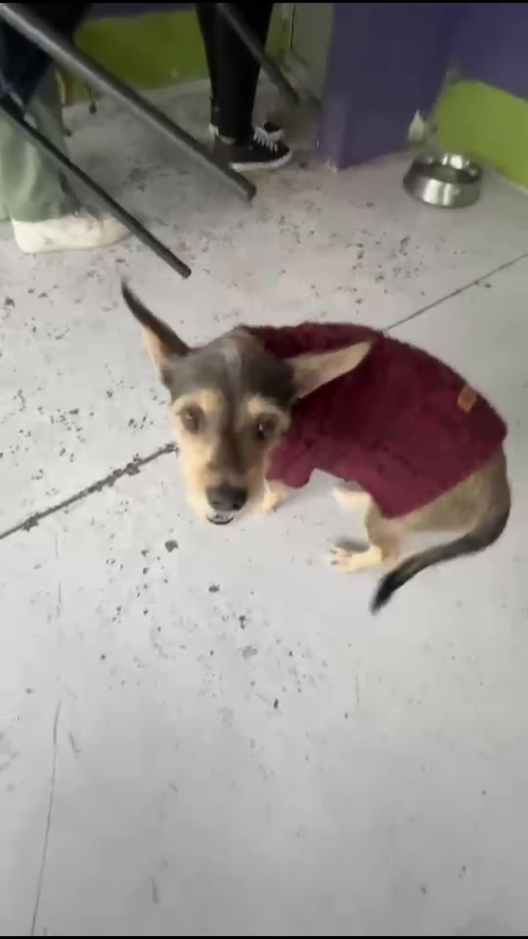 @Chocoburbujas 🐾