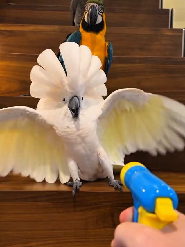 @Prankster Beaks