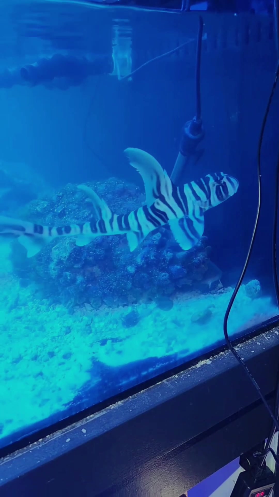 @Palmetto Reef