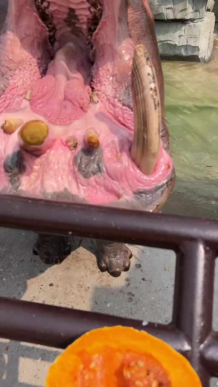 @Hippo