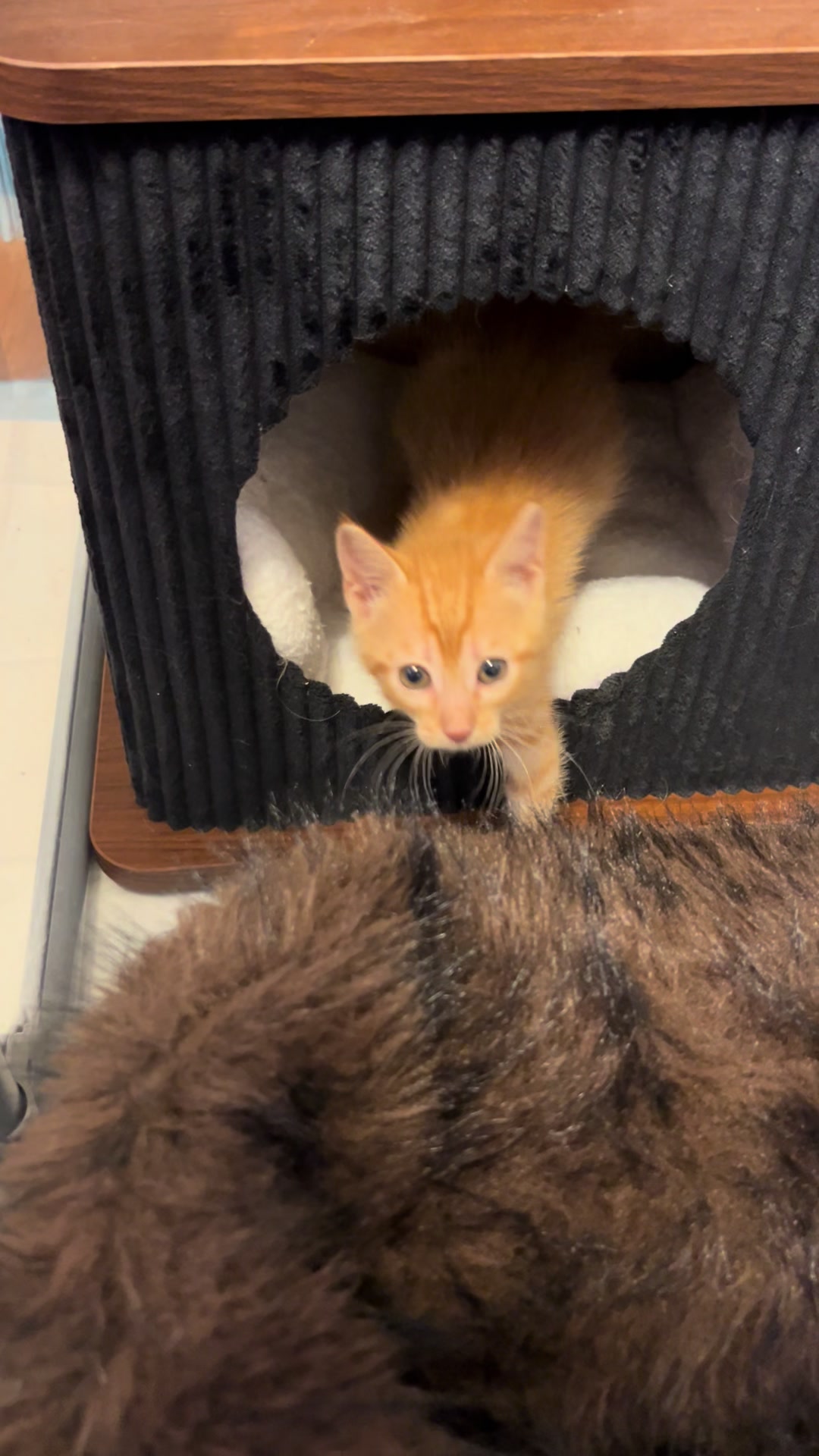 @Kitten.mama