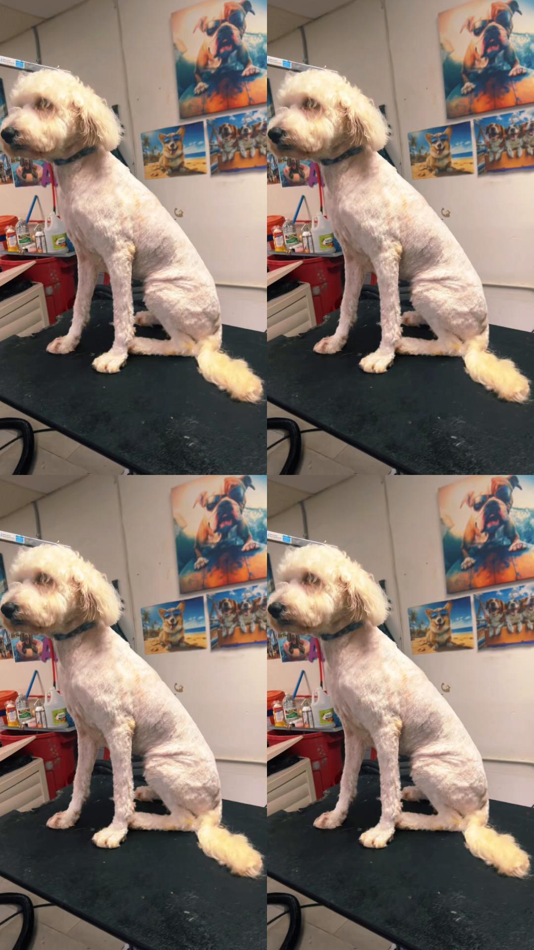 @Doggie Dog World