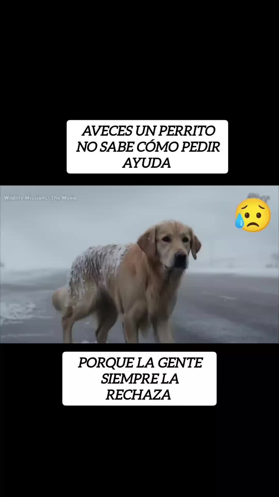 @RESCATANDO_HUELLITAS🐾🐾🐾
