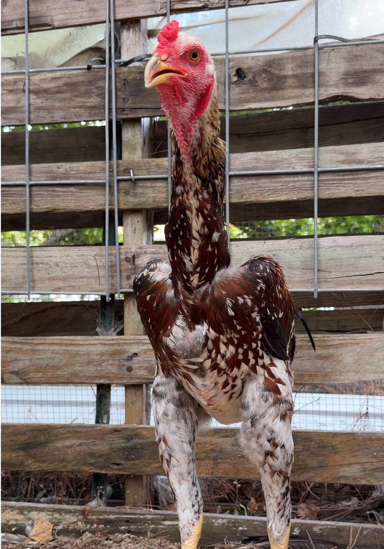 @Gulf Coast Cluckers