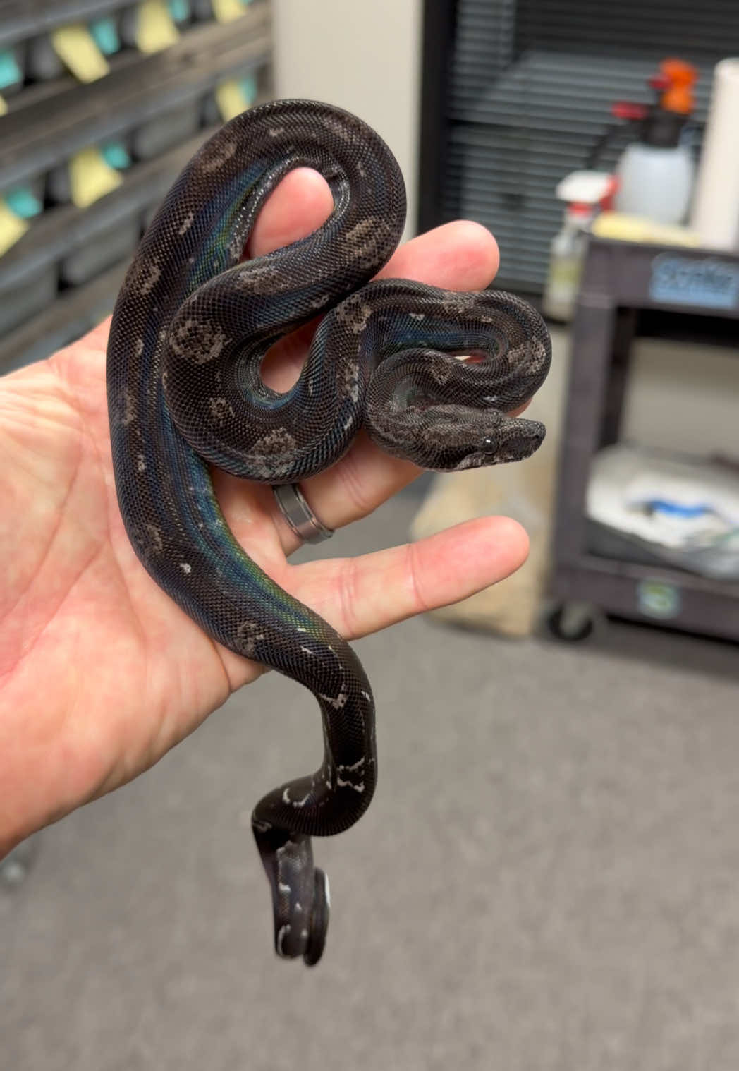 @Snake Country