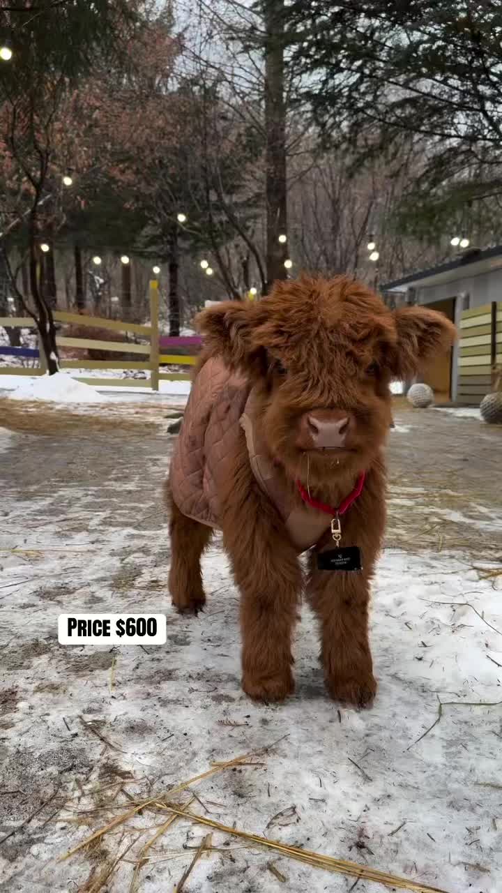 @landycows3