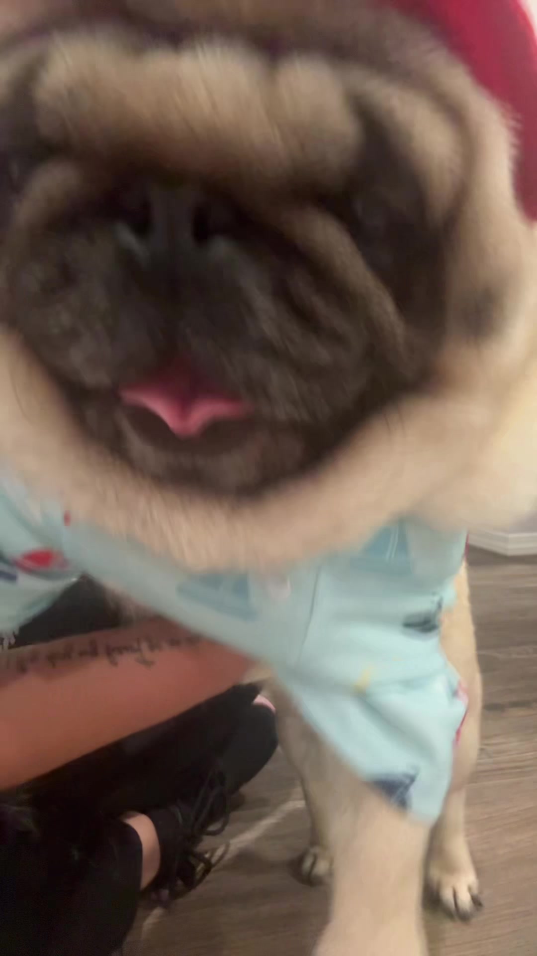 @Rocki the Pug ๐ถ