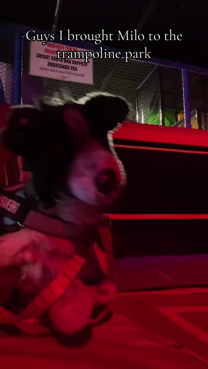 @‼️ 🐕🦺𝓸𝓹𝓪𝓵+𝓱𝓸𝓹𝓮✩🎧🎸