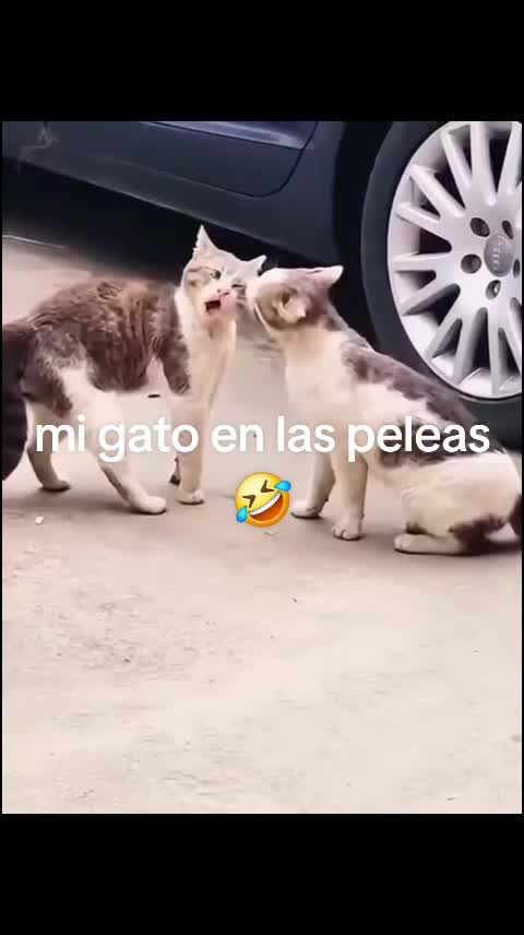 @G .. maldonado