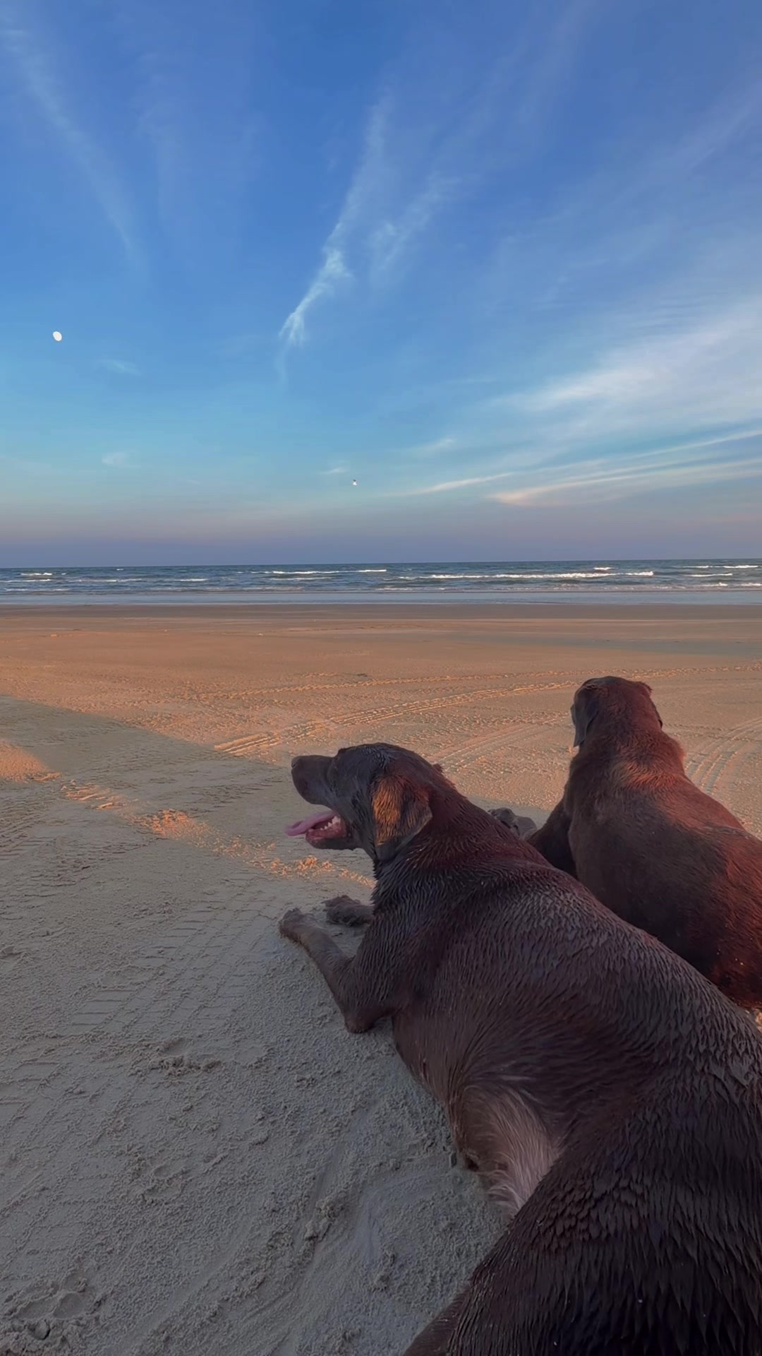 @Roman The Beach 🐾