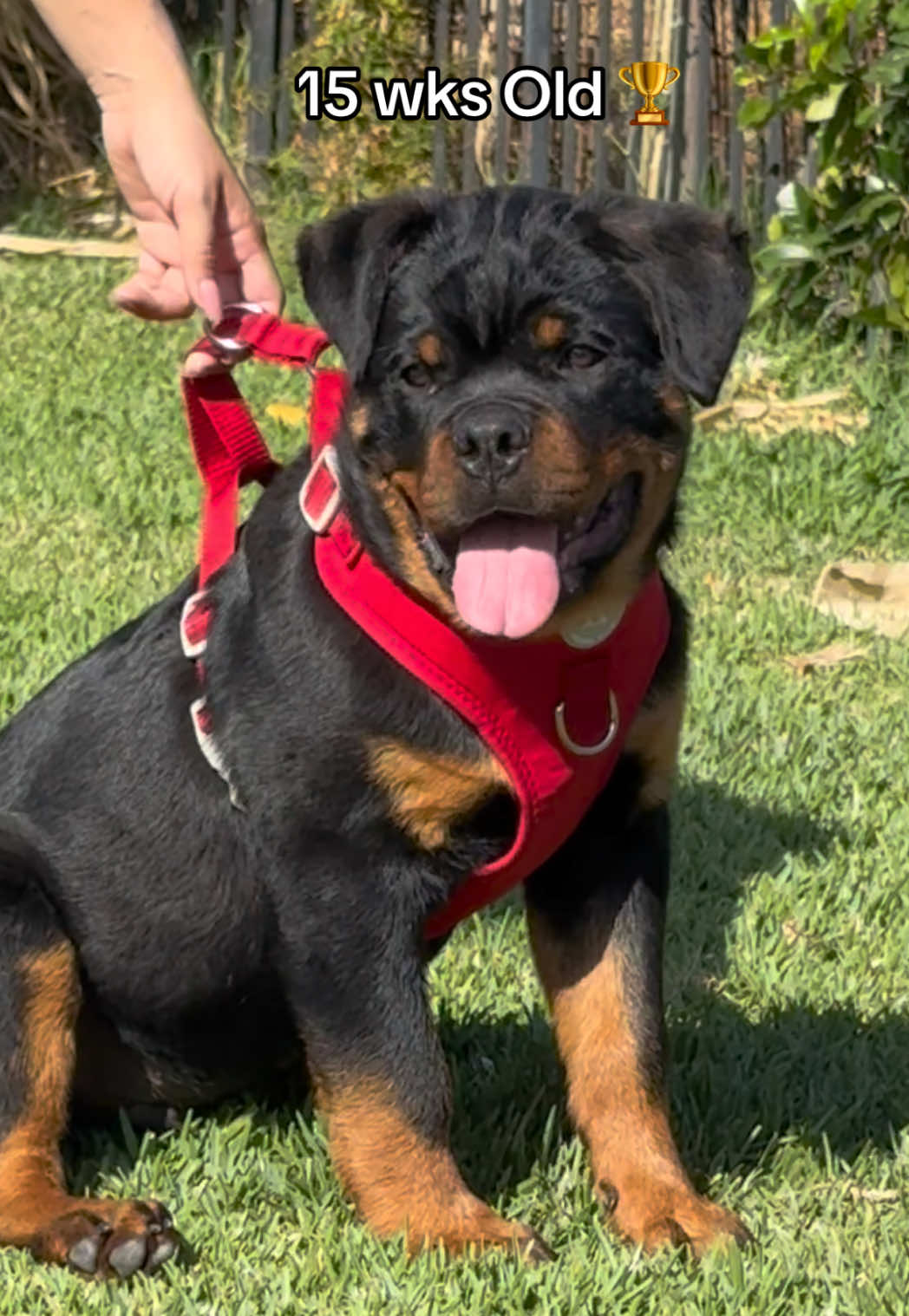 @King Rottweilers Kennel