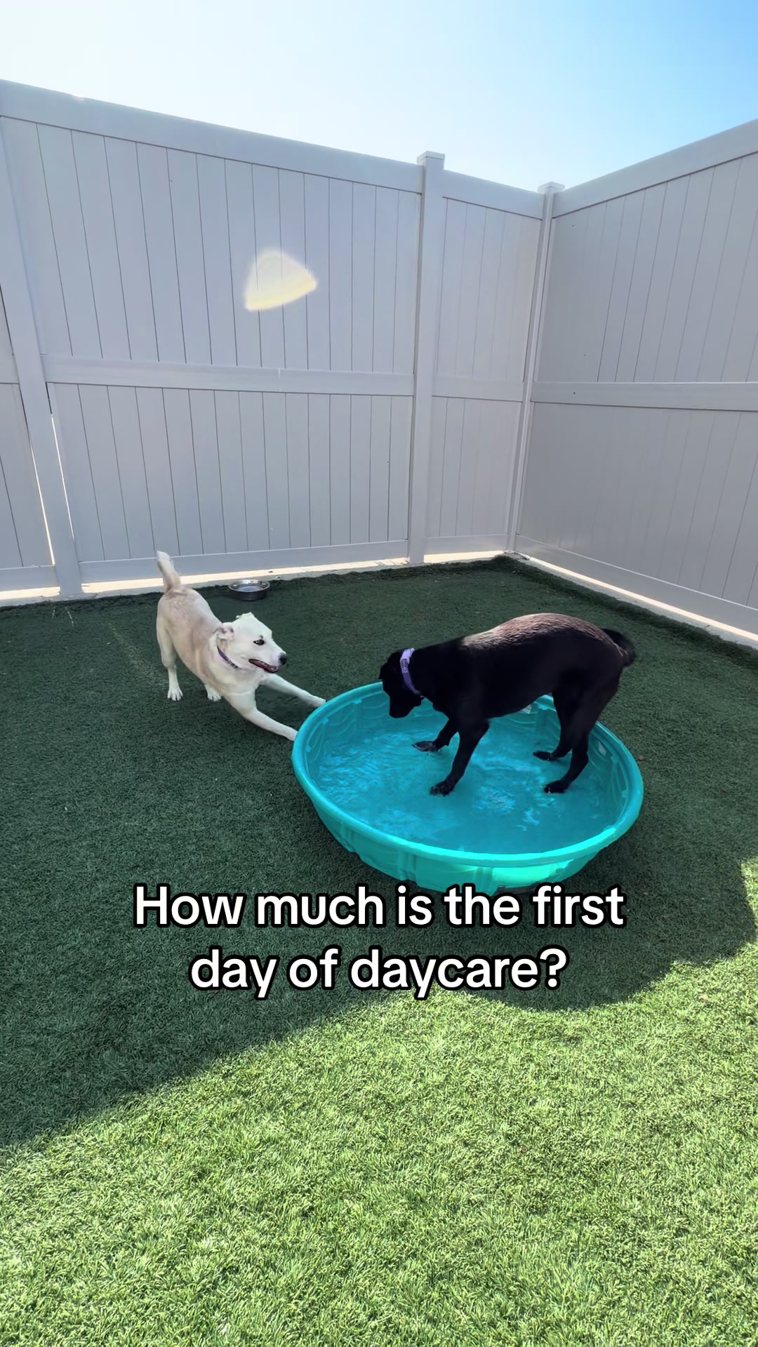 @Dogtopia South Ann Arbor