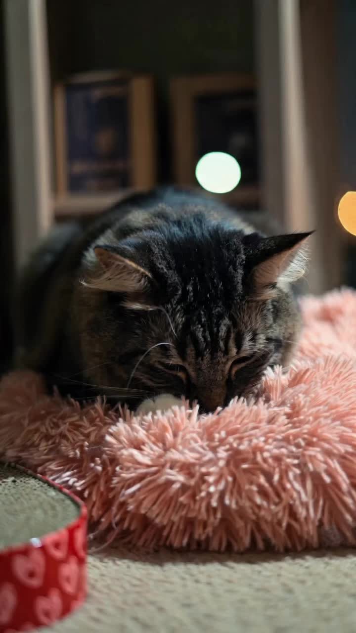 @RIEJ💘(ΦωΦ)🐈️🐾👑